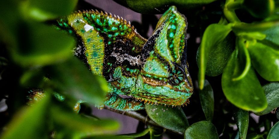 La capacidad de adaptación en la empresa_Esperta La capacidad de adaptación en la empresa_Esperta